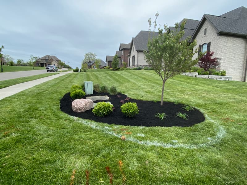 Fresh mulch ring with boulders and young plantings